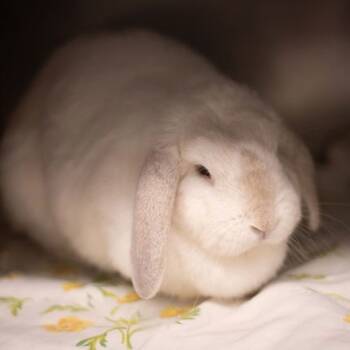 Rescue Holland Lop Rabbits for Adoption in Oakville, Ontario - Snow | PetCurious
