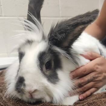 Lionhead Rabbits Available for Adoption in Murray, Utah - Bunji | PetCurious