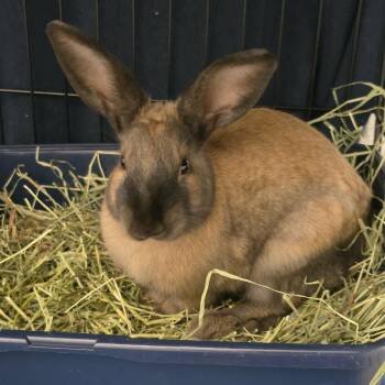Brian -  Netherland Dwarf and American Sable Rabbit for Adoption in Hampton Bays, New York - Brian | PetCurious