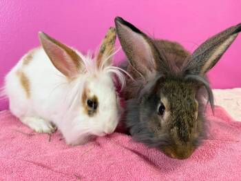 Hakuna and Matata -  Lionhead Rabbit for Adoption in Saint Charles, Missouri - Hakuna And Matata | PetCurious