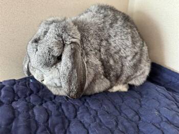 EMMA -  Bunny Rabbit Rabbit for Adoption in Colorado Springs, Colorado - EMMA | PetCurious