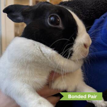 American Rabbits Available for Adoption - Daisy (bonded With Rome) | PetCurious