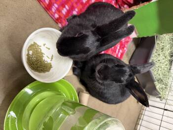 Rescue Bunny Rabbit Rabbits for Adoption in Las Vegas, Nevada - Black Jack & Roulette (PEN 6) | PetCurious