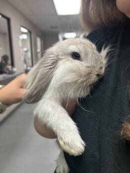 WANDA -  Bunny Rabbit and Mini Lop Rabbit for Adoption in San Bernardino, California - WANDA | PetCurious
