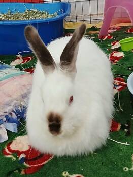 Himalayan and Angora Rabbit Rabbits Available for Adoption in Chicago, Illinois - Mistletoe | PetCurious