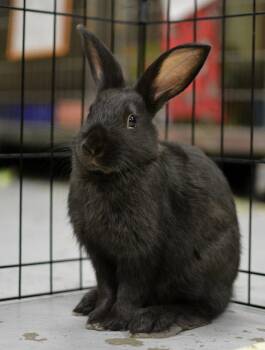 American Rabbits Available for Adoption in Oakland, California - Bowie | PetCurious