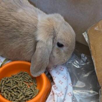 Louise -  Bunny Rabbit Rabbit for Adoption in Fairport, New York - Louise | PetCurious