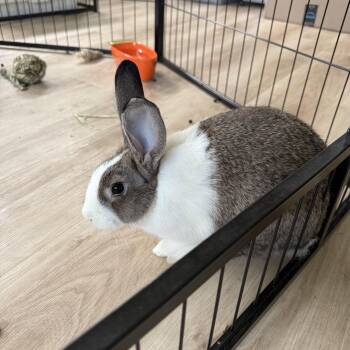 Rescue Dutch Rabbits for Adoption in Frederick, Maryland - Molly (Bonded With Mitten) | PetCurious