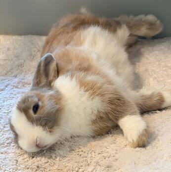 Stewie -  Lop Eared Rabbit for Adoption in South Kingstown, Rhode Island - Stewie | PetCurious