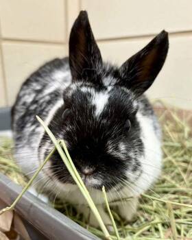 Netherland Dwarf Rabbits Available for Adoption in Novato, California - Checkers | PetCurious