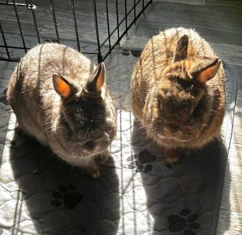 Rescue Netherland Dwarf Rabbits for Adoption in Minneapolis, Minnesota - Cece & Ruby | PetCurious