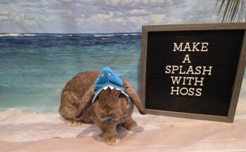 Hoss -  Holland Lop Rabbit for Adoption in Columbus, Ohio - Hoss | PetCurious