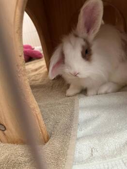 Breezy -  Lionhead Rabbit for Adoption in Santa Cruz, California - Breezy | PetCurious