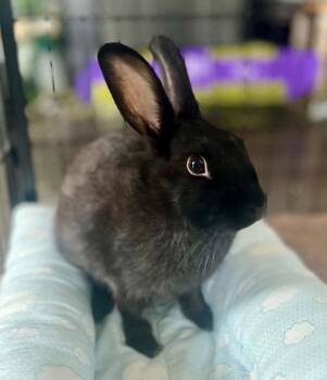 Storm -  Bunny Rabbit Rabbit for Adoption in Portland, Oregon - Storm | PetCurious