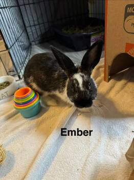Ember -  Dutch and English Spot Rabbit for Adoption in Melbourne, Florida - Ember | PetCurious