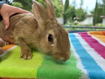 Carlos -  New Zealand Rabbit for Adoption in Portland, Oregon - Carlos | PetCurious