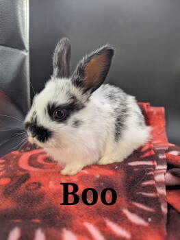 Rescue English Spot and Rex Rabbits for Adoption - Boo | PetCurious