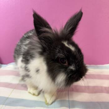 Lionhead Rabbits Available for Adoption in Saint Charles, Missouri - Zahara | PetCurious