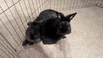 Lil Bunky (part of a bonded pair) -  Lop Eared Rabbit for Adoption in Santa Cruz, California - Lil Bunky (part Of A Bonded Pair) | PetCurious