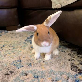 Kiwi -  American Rabbit for Adoption in The Woodlands, Texas - Kiwi | PetCurious