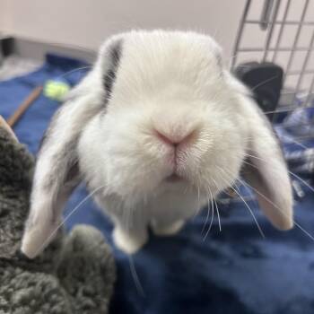 Bugs -  American Rabbit for Adoption in Chattanooga, Tennessee - Bugs | PetCurious