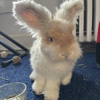Angora Rabbit Rabbits Available for Adoption - Leonard | PetCurious