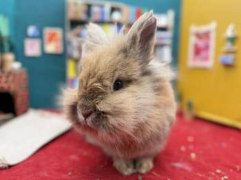 Lionhead Rabbits Available for Adoption in Portland, Oregon - Lionel Floof | PetCurious