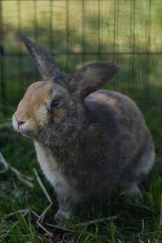 Harlequin Rabbits Available for Adoption in Bishopville, South Carolina - Quinn | PetCurious
