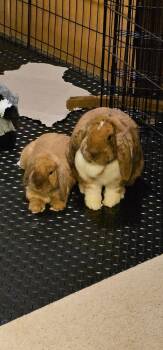 2 Lops -  Lop Eared Rabbit for Adoption in Gig Harbor, Washington - 2 Lops | PetCurious