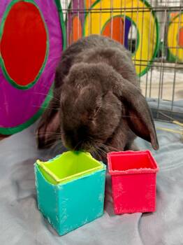 Dusty 2025 -  Mini Lop Rabbit for Adoption in Pflugerville, Texas - Dusty 2025 | PetCurious