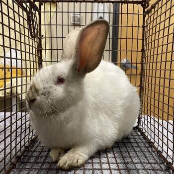 A611875 -  New Zealand Rabbit for Adoption in Modesto, California - A611875 | PetCurious