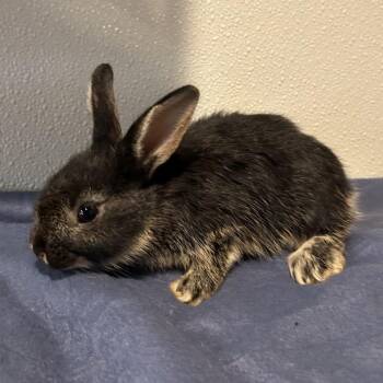 IVHS-Stray-138235 -  Lionhead Rabbit for Adoption in San Gabriel, California - IVHS-Stray-138235 | PetCurious