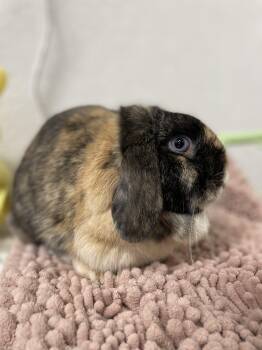Pocket -  Holland Lop Rabbit for Adoption in Ferndale, Washington - Pocket | PetCurious