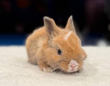 Rescue Dutch Rabbits for Adoption in Santa Cruz, California - Alpaca | PetCurious
