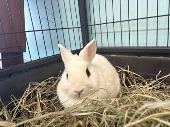 PENELOPE -  Bunny Rabbit Rabbit for Adoption in Rowlett, Texas - PENELOPE | PetCurious