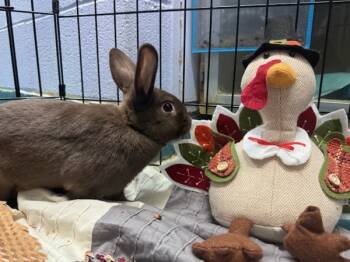 Rescue Bunny Rabbit Rabbits for Adoption in New York, New York - Jupiter | PetCurious