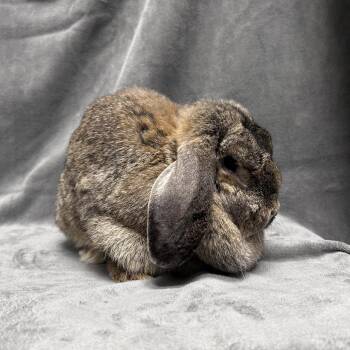 Millie -  Mini Lop Rabbit for Adoption in Oak Park, Illinois - Millie | PetCurious