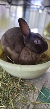 Charlie -  American Rabbit for Adoption in Honolulu, Hawaii - Charlie | PetCurious