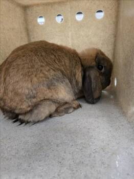 FARMER -  Bunny Rabbit Rabbit for Adoption in Derwood, Maryland - FARMER | PetCurious