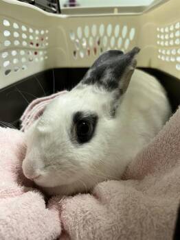 KUROMI -  Bunny Rabbit Rabbit for Adoption in Santa Cruz, California - KUROMI | PetCurious