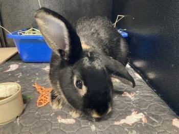 FLAPPY -  Bunny Rabbit and Holland Lop Rabbit for Adoption in Tustin, California - FLAPPY | PetCurious