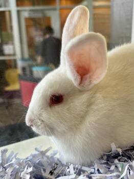 Bunny Rabbit Rabbits Available for Adoption in Wichita, Kansas - Thing 1 | PetCurious
