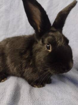 Rescue Lionhead Rabbits for Adoption in Plymouth, Michigan - Chloe Su | PetCurious