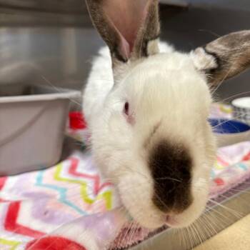 Californian Rabbits Available for Adoption in Richmond, California - Avocado Toast | PetCurious