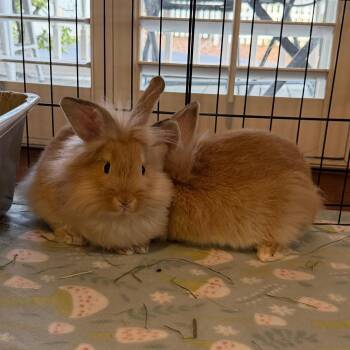 Palomino Rabbits Available for Adoption in Kennesaw, Georgia - Donut | PetCurious