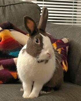 Rescue Dutch Rabbits for Adoption - Hershey | PetCurious