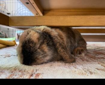 Rescue Lop Eared Rabbits for Adoption in Howell Township, New Jersey - Milo *special Needs* | PetCurious