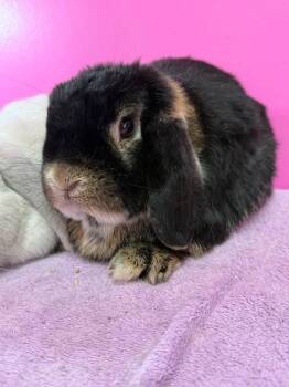 Lovey and Dovey -  Lop Eared Rabbit for Adoption in Saint Charles, Missouri - Lovey And Dovey | PetCurious