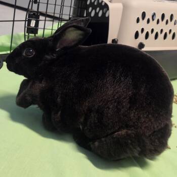 Anioch -  Rex Rabbit for Adoption in Lowell, Arkansas - Anioch | PetCurious
