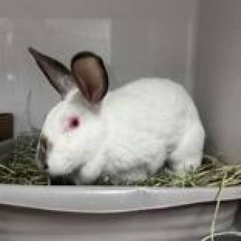 Houdini -  Californian Rabbit for Adoption in Hilliard, Ohio - Houdini | PetCurious